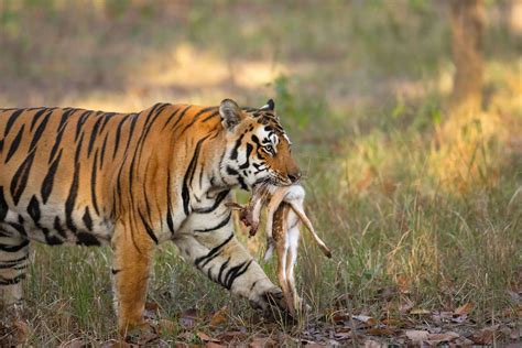 Ethical Perspectives and Ecological Impacts of Tiger Hunting