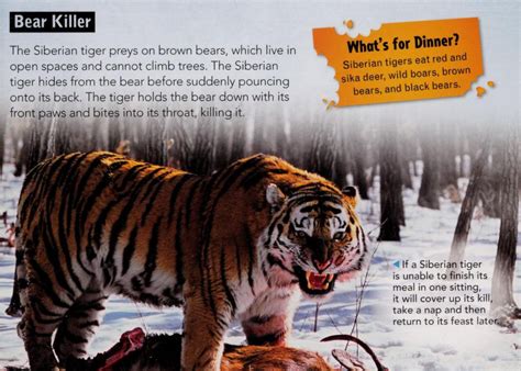 Tiger Predation On Bears The World Of Animals
