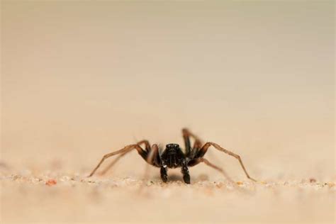 Tiny Spiders Are The Fastest Known On Earth Tiny Spiders Are The Fastest Known On Earth
