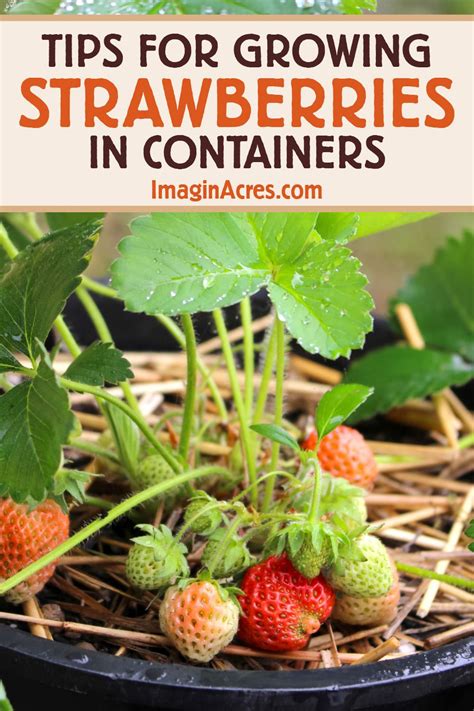 Tips For Growing Strawberries In Containers Imaginacres Tips For Growing Strawberries In Containers Imaginacres