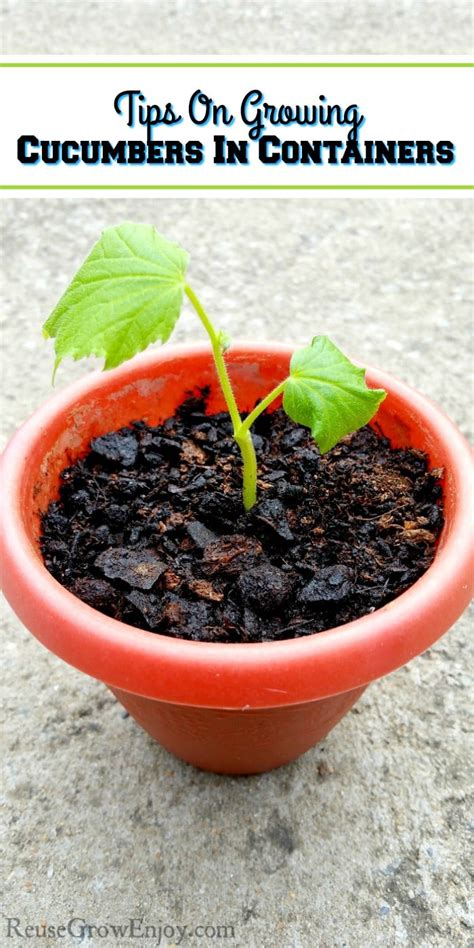 Tips On Growing Cucumbers In Containers Reuse Grow Enjoy