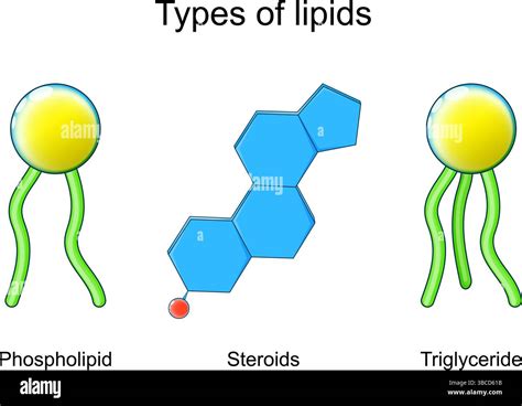 Tj Lipids Are Molecules That Contain Hydrocarbons And Make Up The