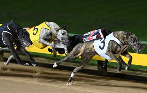 Today Amp 39 S Top Greyhound Racing Tips Amp Previews Wednesday 23 7 25