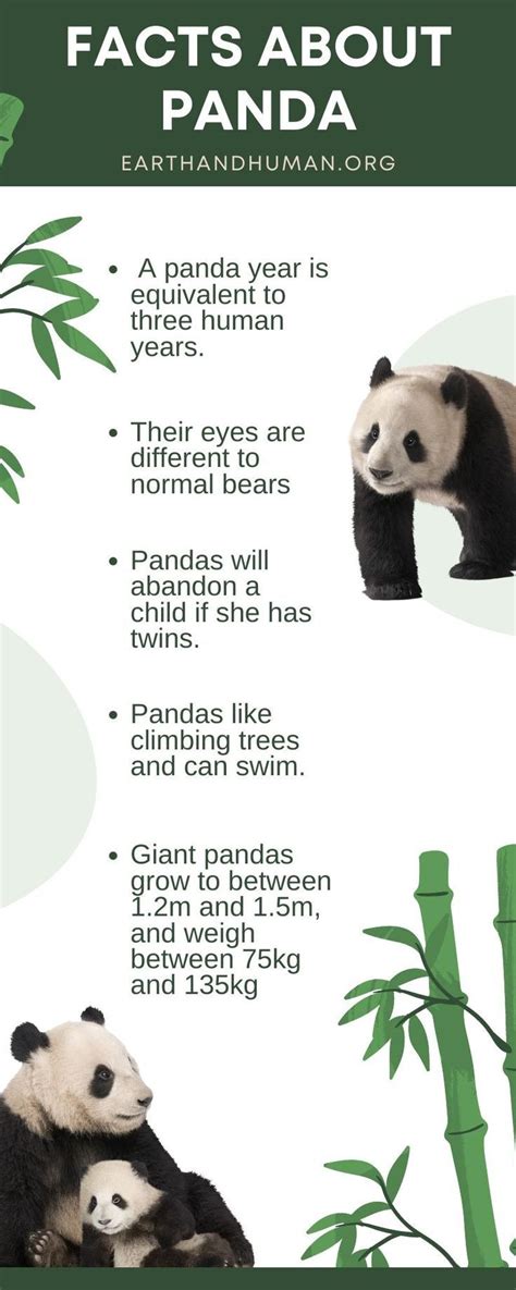 Top 10 Facts About Pandas Wwf
