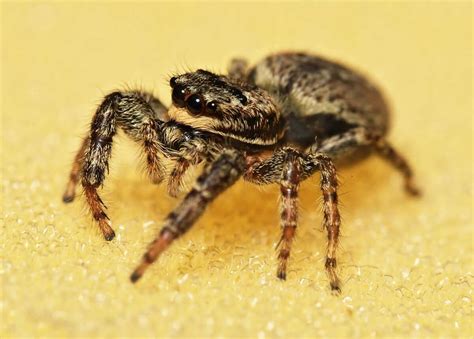 Top 10 Smallest Spiders In The World Top 10 Smallest Spiders In The World