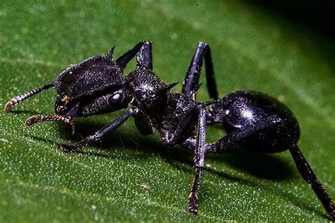 Top 15 Biggest Ants In The World Largest Ants 2023 Updated Howitsee