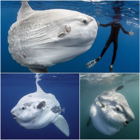 Top 5 Fun Facts About Mola Mola Ocean Sunfish Abyss Ocean World