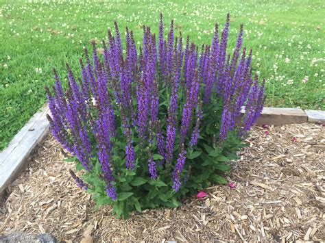 Top 6 Blue Salvias For Your Garden Perennial Blue Salvias Top 6 Blue Salvias For Your Garden Perennial Blue Salvias