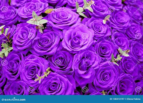 Top 999 Purple Rose Images Amazing Collection Purple Rose Images Full 4K