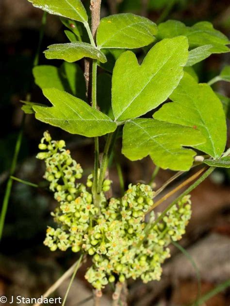 Discover the Hidden Dangers of Toxicodendron Pubescens: What You Need to Know