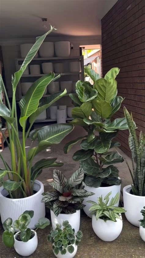 Transform Your Space With Our Artificial Real Plants Stylish Planters Beirut Jnah 70740771 Tel Whatsapp Plants Transform Your Space With Our Artificial Real Plants Stylish Planters Beirut Jnah 70740771 Tel Whatsapp Plants