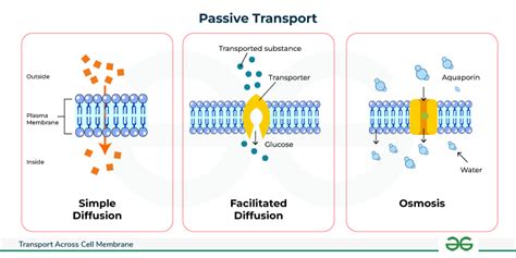 Transport Across Cell Membrane Active And Passive Transport