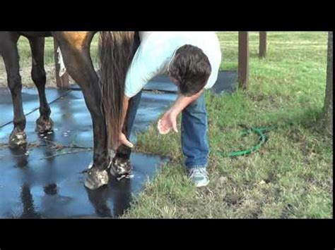 Treating Horse Mud Scald Rain Rot Caused By Moist Wet Humid Muddy