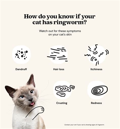 Treating Ringworm In Kittens Effective Strategies For Feline Ringworm