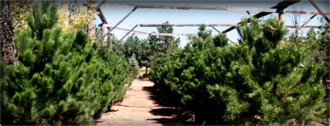 Tree Farm In Colorado Springs Continental Tree Farms Tree Farm In Colorado Springs Continental Tree Farms