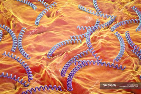 5 Facts Treponema Pallidum