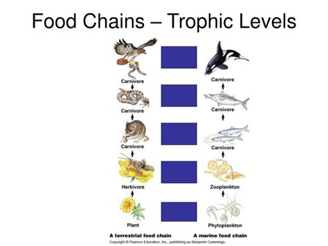 Trophic Levels Food Chains And Food Webs Ppt Download