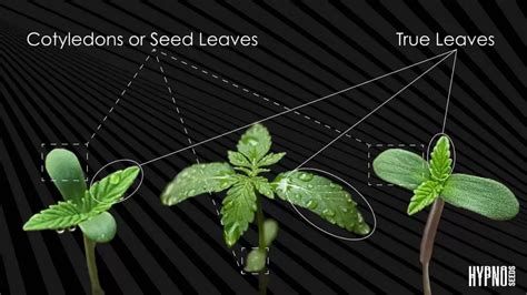 Discover the Benefits of True Leaves for Healthy Plant Growth