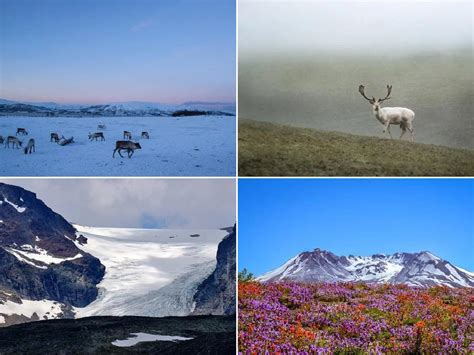 Tundra Caracter Sticas Del Clima Flora Y Fauna De La Tundra