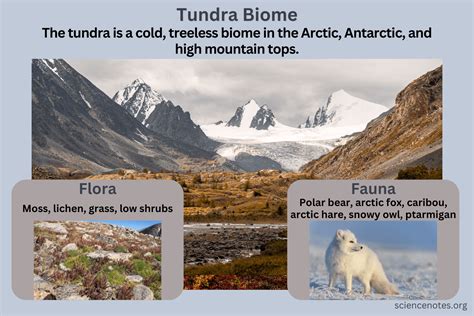 Tundra Land Biome Description And Characteristics Tundra Land Biome Description And Characteristics