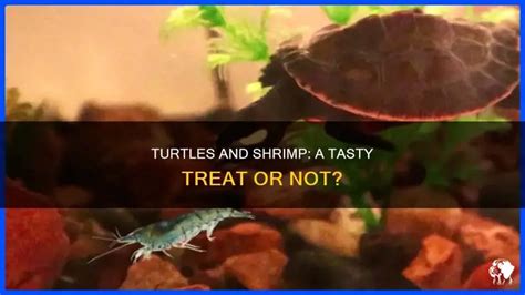 Turtles And Shrimp A Tasty Treat Or Not Petshun