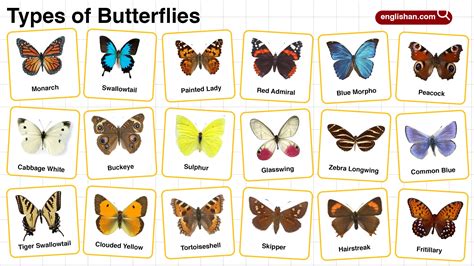 Types Of Butterflies With Names Vocabularyan Types Of Butterflies With Names Vocabularyan