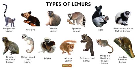 Types of Lemurs Found