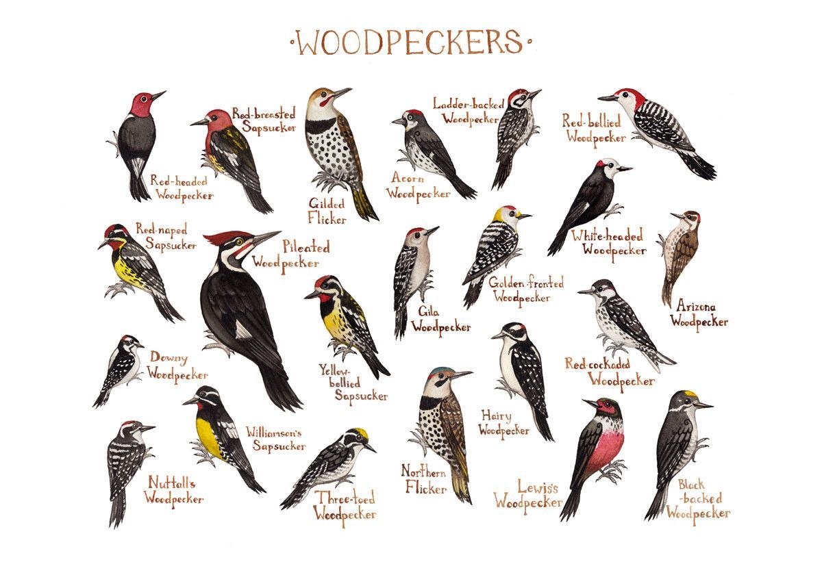 7 Types Woodpeckers