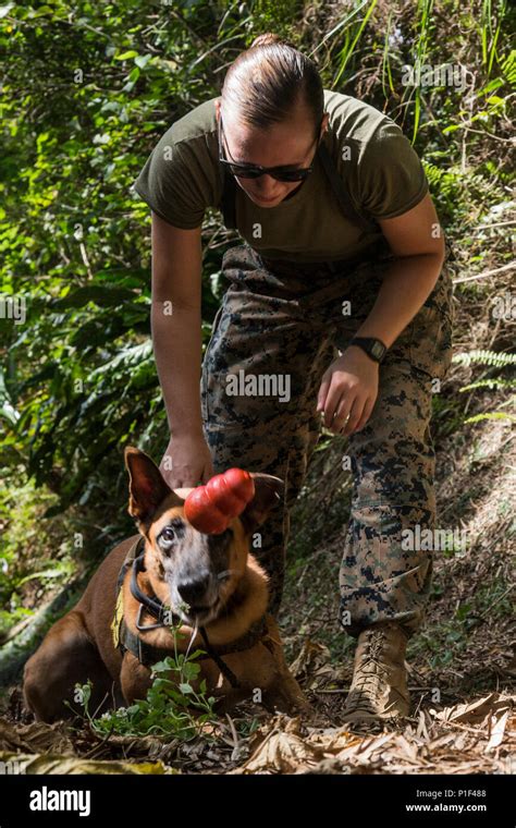 U S Marine Corps Sgt Jenna L Cauble Dog Handler Nara Dvids Public Domain Archive Public Domain Search U S Marine Corps Sgt Jenna L Cauble Dog Handler Nara Dvids Public Domain Archive Public Domain Search