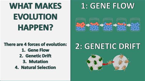 Understanding Gene Flow And Genetic Drift W3schools Understanding Gene Flow And Genetic Drift W3schools