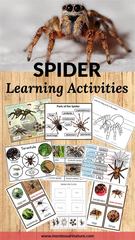 Understanding The Fascinating World Of Spiders
