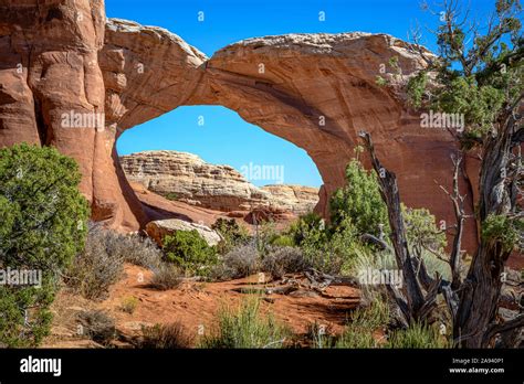 Unique Tree Arch Hi Res Stock Photography And Images Alamy