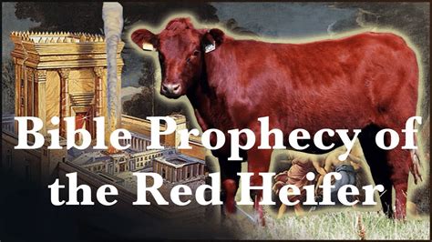 Unraveling The Secret Of The Red Heifer Prophecy Parable