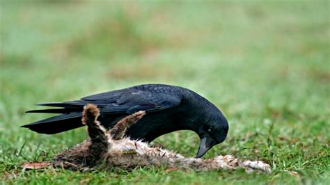 Unusual Predators Do Crows Eat Rabbits