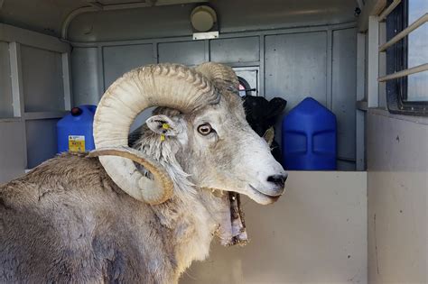 Us Man 81 Sentenced To Six Months For Creating Giant Hybrid Sheep For Hunting Montana The Guardian