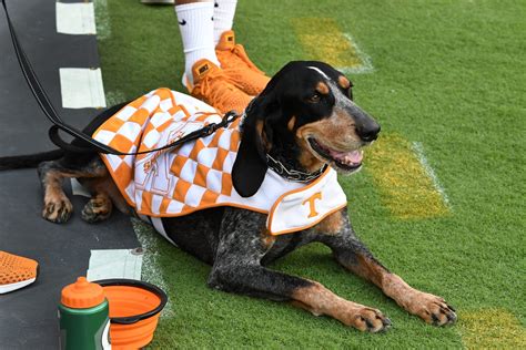 Ut Vols Smokey And Other Tennessee Mascots