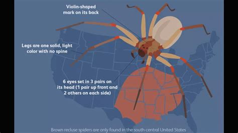 Uw Entomologist Doubles Down There Are No Established Brown Recluse Populations In Wyoming Cowboy State Daily