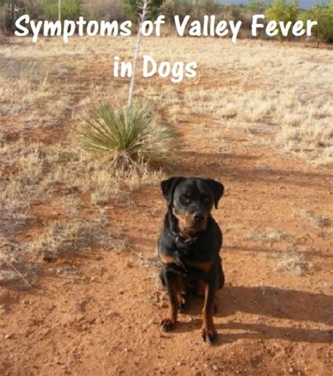 Valley Fever In Dogs Valley Fever Center For Excellence