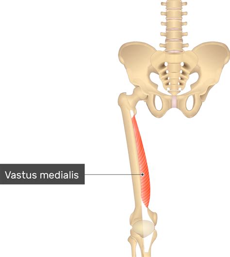 Vastus Medialis Muscle Getbodysmart