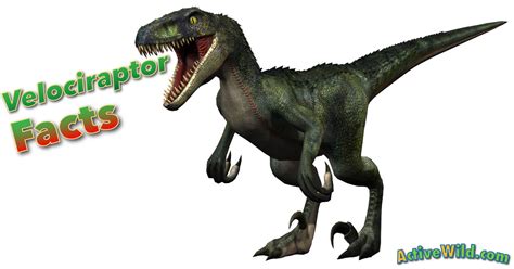 Velociraptor Pictures Amp Facts The Dinosaur Database