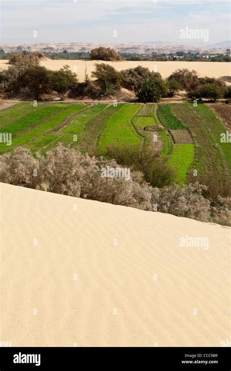 Vertical Shot Taken From A Sand Dune Looking Over The Fertile Areas Of