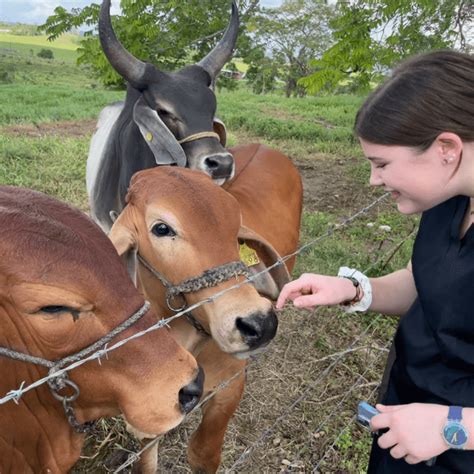 Vet Clinic Internships For High School Students At Elnamdowning Blog