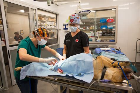 Vet Emergency Clinic