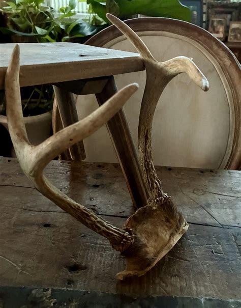 Vintage Mounted Antlers Vintage Keepers Vintage Mounted Antlers Vintage Keepers