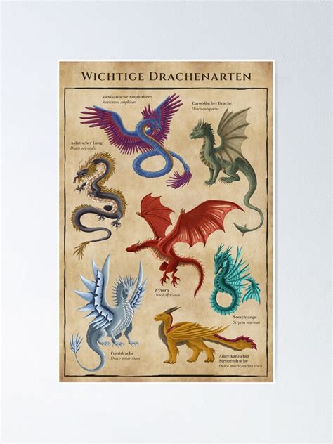 Vintage Poster Shows Important Dragon Species With Latin Names Poster By Inkofnocturna Redbubble