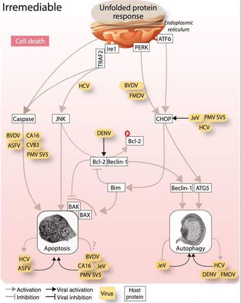 Viral Modulation Of Uprer Controlled Cell Death Pathways Viruses And