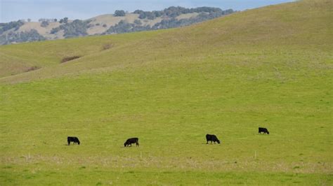 Visit Penngrove 2026 Travel Guide For Penngrove California Expedia Visit Penngrove 2026 Travel Guide For Penngrove California Expedia