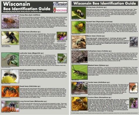 Visual Id Guides Insect Diagnostic Lab