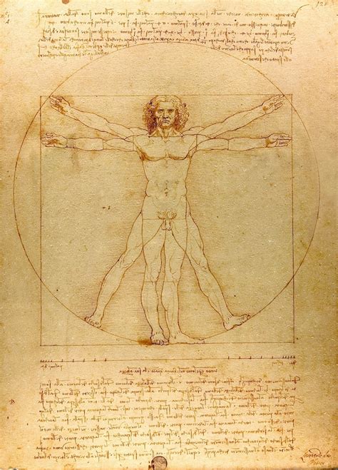 Vitruvian Man By Leonardo Da Vinci