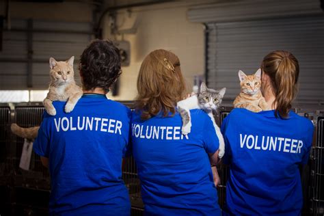 Volunteering Animal Shelter
